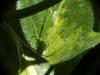 Phaneroptera sp.